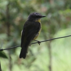 Eopsaltria australis (Eastern Yellow Robin) at Currowan, NSW - 24 Feb 2024 by UserCqoIFqhZ