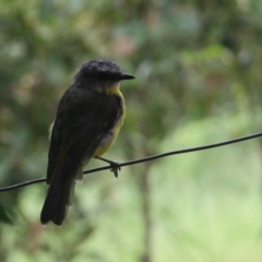 Eopsaltria australis at Currowan, NSW - 24 Feb 2024