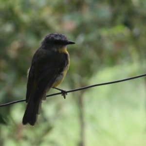 Eopsaltria australis at Currowan, NSW - 24 Feb 2024