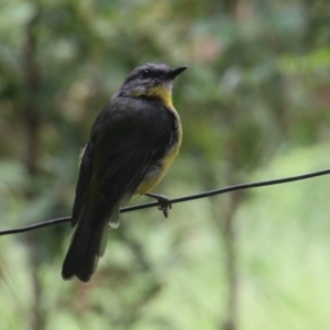 Eopsaltria australis at Currowan, NSW - 24 Feb 2024