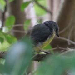 Eopsaltria australis at Currowan, NSW - 24 Feb 2024