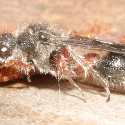 Mutillidae (family) (Unidentified Mutillid wasp or velvet ant) at WendyM's farm at Freshwater Ck. - 5 Feb 2024 by WendyEM