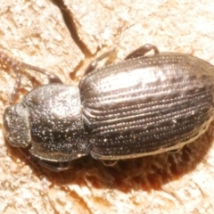 Unidentified Carab beetle (Carabidae) at Freshwater Creek, VIC - 5 Feb 2024 by WendyEM