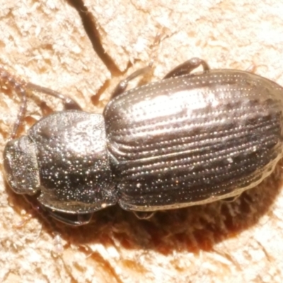 Carabidae (family) at Freshwater Creek, VIC - 5 Feb 2024 by WendyEM