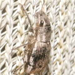 Naupactus leucoloma (White-fringed weevil) at WendyM's farm at Freshwater Ck. - 5 Feb 2024 by WendyEM