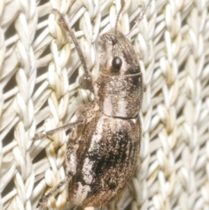 Naupactus leucoloma at WendyM's farm at Freshwater Ck. - 5 Feb 2024