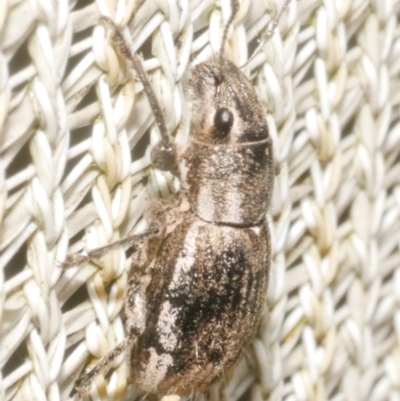 Unidentified Weevil (Curculionoidea) at Freshwater Creek, VIC - 5 Feb 2024 by WendyEM