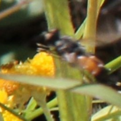 Apiformes (informal group) (Unidentified bee) at Harrison, ACT - 11 Feb 2024 by JenniM