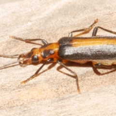 Sessinia punctum at Freshwater Creek, VIC - 5 Feb 2024 by WendyEM