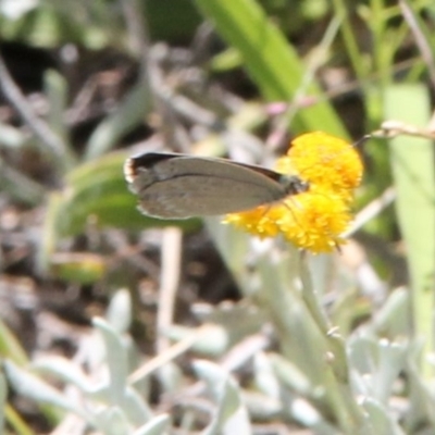 Zizina otis (Common Grass-Blue) at Budjan Galindji (Franklin Grassland) Reserve - 11 Feb 2024 by JenniM