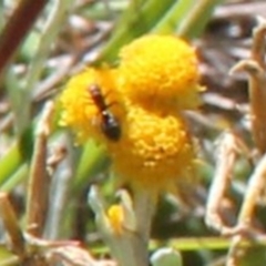 Unidentified Wasp (Hymenoptera, Apocrita) at Harrison, ACT - 11 Feb 2024 by JenniM