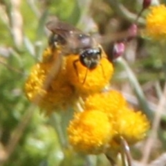 Halictidae (family) at Harrison, ACT - 11 Feb 2024 by JenniM