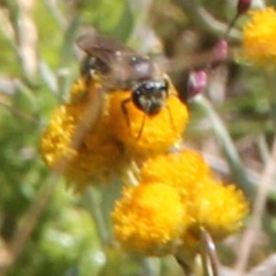 Halictidae (family) at Harrison, ACT - 11 Feb 2024 by JenniM