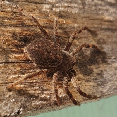 Isopedella pessleri (A huntsman spider) at Yass River, NSW - 9 Mar 2024 by SenexRugosus