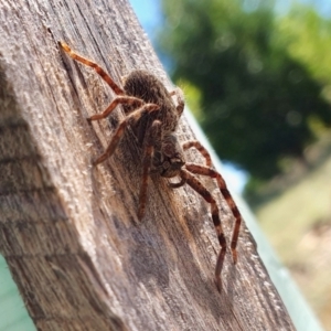 Isopedella pessleri at Rugosa - 10 Mar 2024