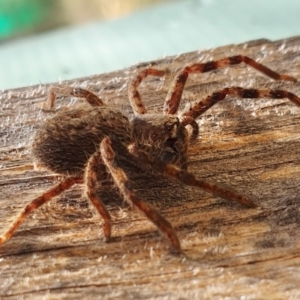 Isopedella pessleri at Rugosa - 10 Mar 2024