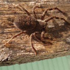 Isopedella pessleri at Rugosa - 10 Mar 2024