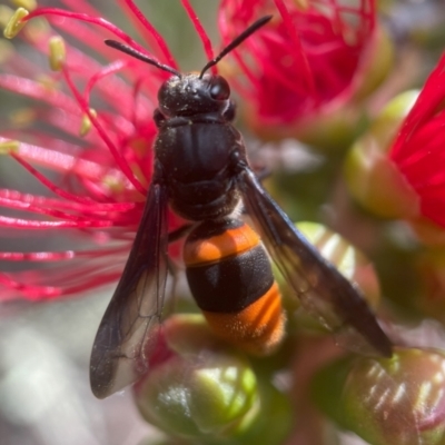 Hyleoides concinna (Wasp-mimic bee) at ANBG - 11 Mar 2024 by PeterA