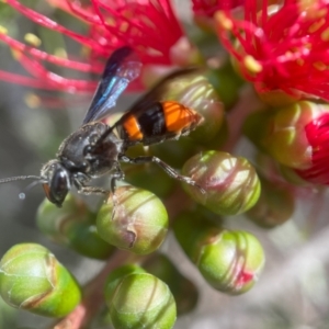 Hyleoides concinna at ANBG - 11 Mar 2024