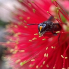 Hyleoides concinna at ANBG - 11 Mar 2024