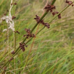 Rumex brownii at Namadgi National Park - 11 Mar 2024 11:13 AM