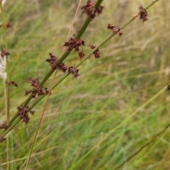 Rumex brownii at Namadgi National Park - 11 Mar 2024