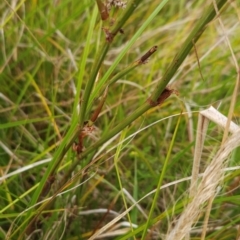 Rumex brownii at Namadgi National Park - 11 Mar 2024 11:13 AM