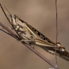 Austracris guttulosa (Spur-throated Locust) at Bluetts Block Area - 9 Mar 2024 by patrickcox