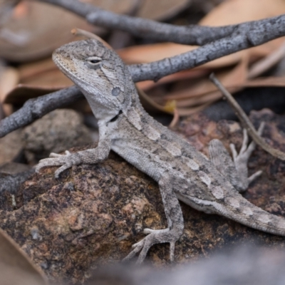 Amphibolurus muricatus (Jacky Lizard) at Denman Prospect, ACT - 8 Mar 2024 by patrickcox