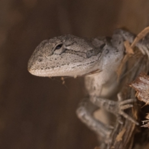 Amphibolurus muricatus at Block 402 - 9 Mar 2024