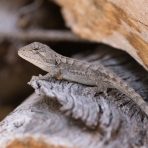 Amphibolurus muricatus at Block 402 - 9 Mar 2024