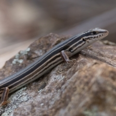 Ctenotus taeniolatus (Copper-tailed Skink) at Denman Prospect, ACT - 8 Mar 2024 by patrickcox