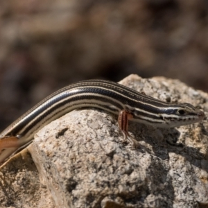 Ctenotus taeniolatus at Bluetts Block (402, 403, 12, 11) - 9 Mar 2024 10:30 AM