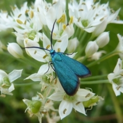 Pollanisus (genus) (A Forester Moth) at Gunning, NSW - 11 Mar 2024 by sduus