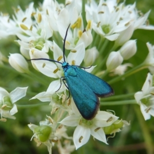 Pollanisus (genus) at Gunning, NSW - 11 Mar 2024