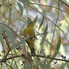 Gerygone olivacea (White-throated Gerygone) at Higgins Woodland - 11 Mar 2024 by MichaelWenke