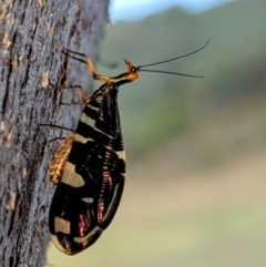 Porismus strigatus (Pied Lacewing) at Lions Youth Haven - Westwood Farm A.C.T. - 11 Mar 2024 by HelenCross