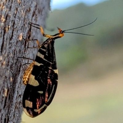 Porismus strigatus (Pied Lacewing) at Kambah, ACT - 11 Mar 2024 by HelenCross