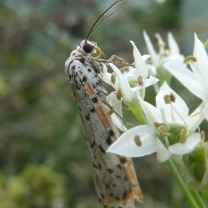 Utetheisa pulchelloides at Gunning, NSW - 4 Mar 2024