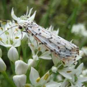 Utetheisa pulchelloides at Gunning, NSW - 4 Mar 2024