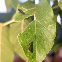 Braconidae (family) (Unidentified braconid wasp) at Lions Youth Haven - Westwood Farm - 11 Mar 2024 by HelenCross