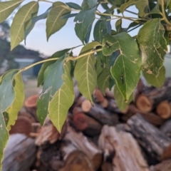 Braconidae (family) at Lions Youth Haven - Westwood Farm A.C.T. - 11 Mar 2024 07:23 PM