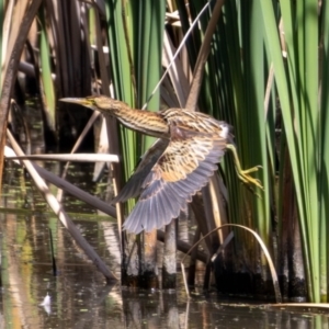 Ixobrychus dubius at Jerrabomberra Wetlands - 11 Mar 2024