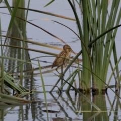 Ixobrychus dubius at Jerrabomberra Wetlands - 11 Mar 2024