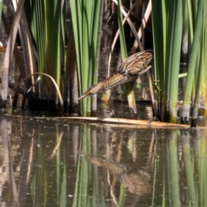 Ixobrychus dubius at Jerrabomberra Wetlands - 11 Mar 2024