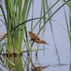 Ixobrychus dubius at Jerrabomberra Wetlands - 11 Mar 2024