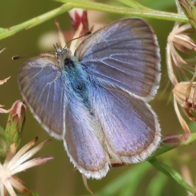 Zizina otis (Common Grass-Blue) at Wodonga, VIC - 11 Mar 2024 by KylieWaldon