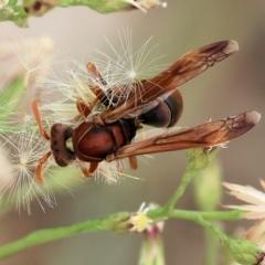 Polistes sp. (genus) (Unidentified paper wasp) at Wodonga - 11 Mar 2024 by KylieWaldon