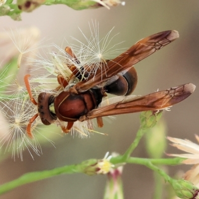 Polistes sp. (genus) (Unidentified paper wasp) at Wodonga - 11 Mar 2024 by KylieWaldon