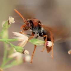 Polistes sp. (genus) at Belvoir Park - 11 Mar 2024 12:40 PM